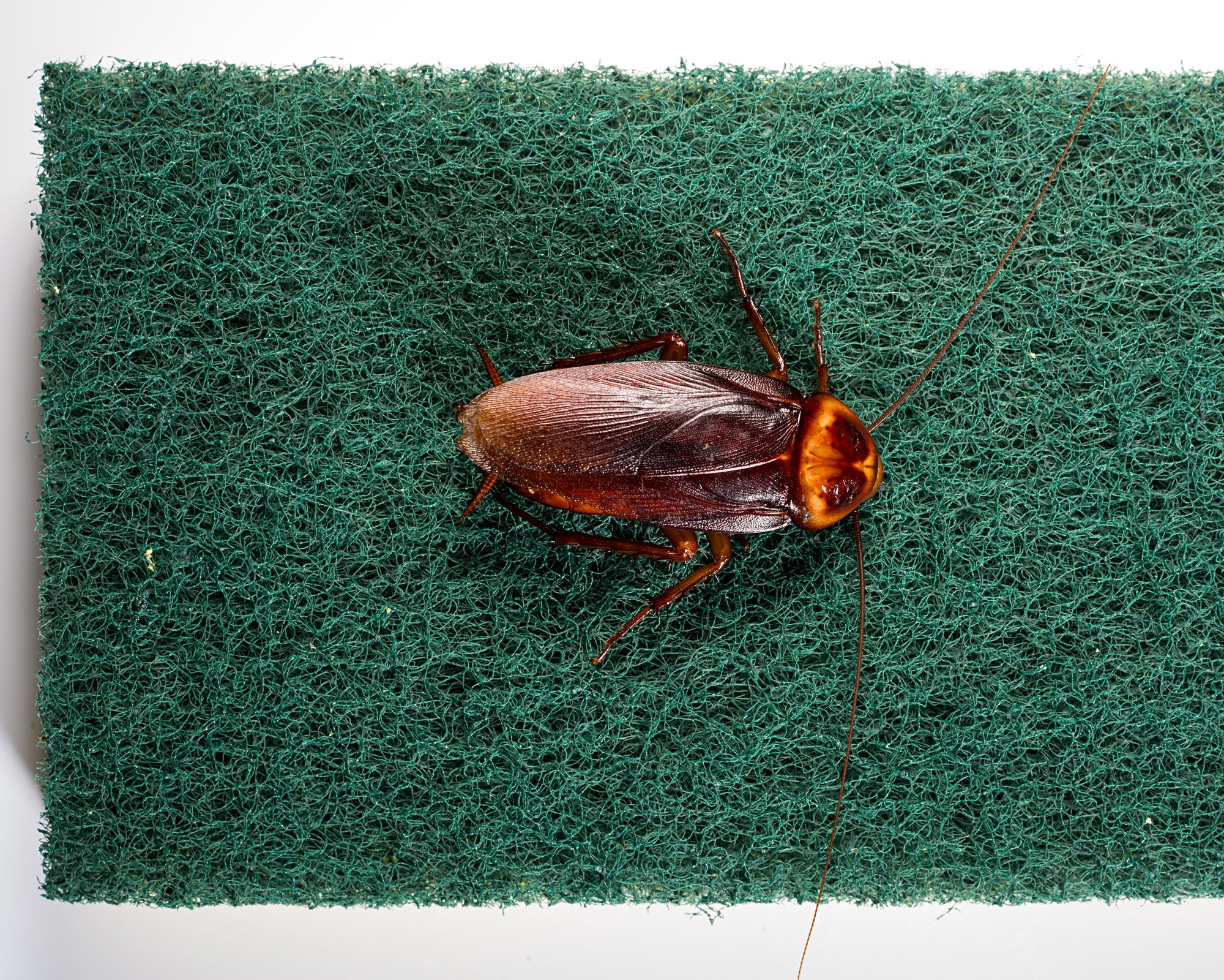 18_American Cockroach on Sponge