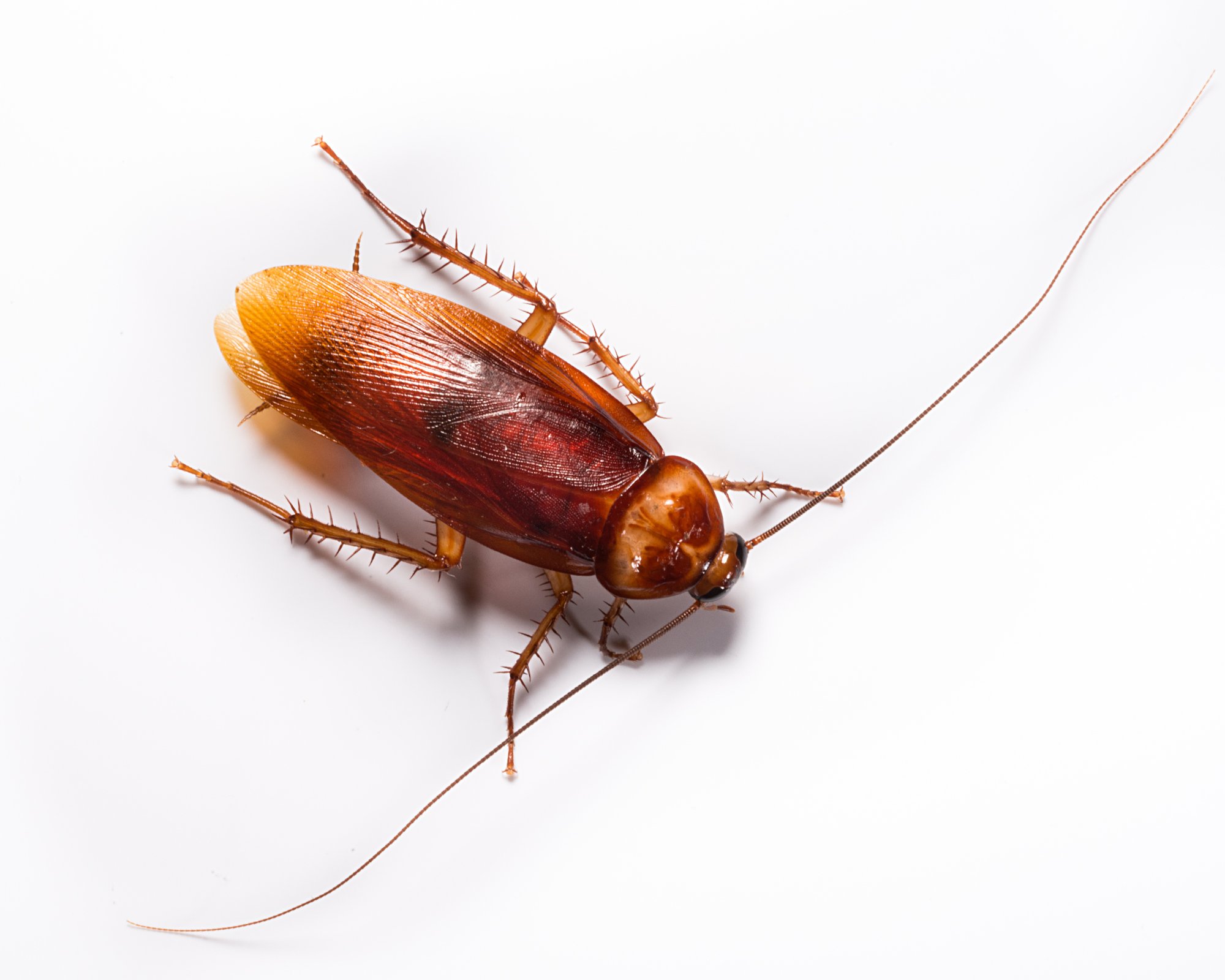 19_American Cockroach