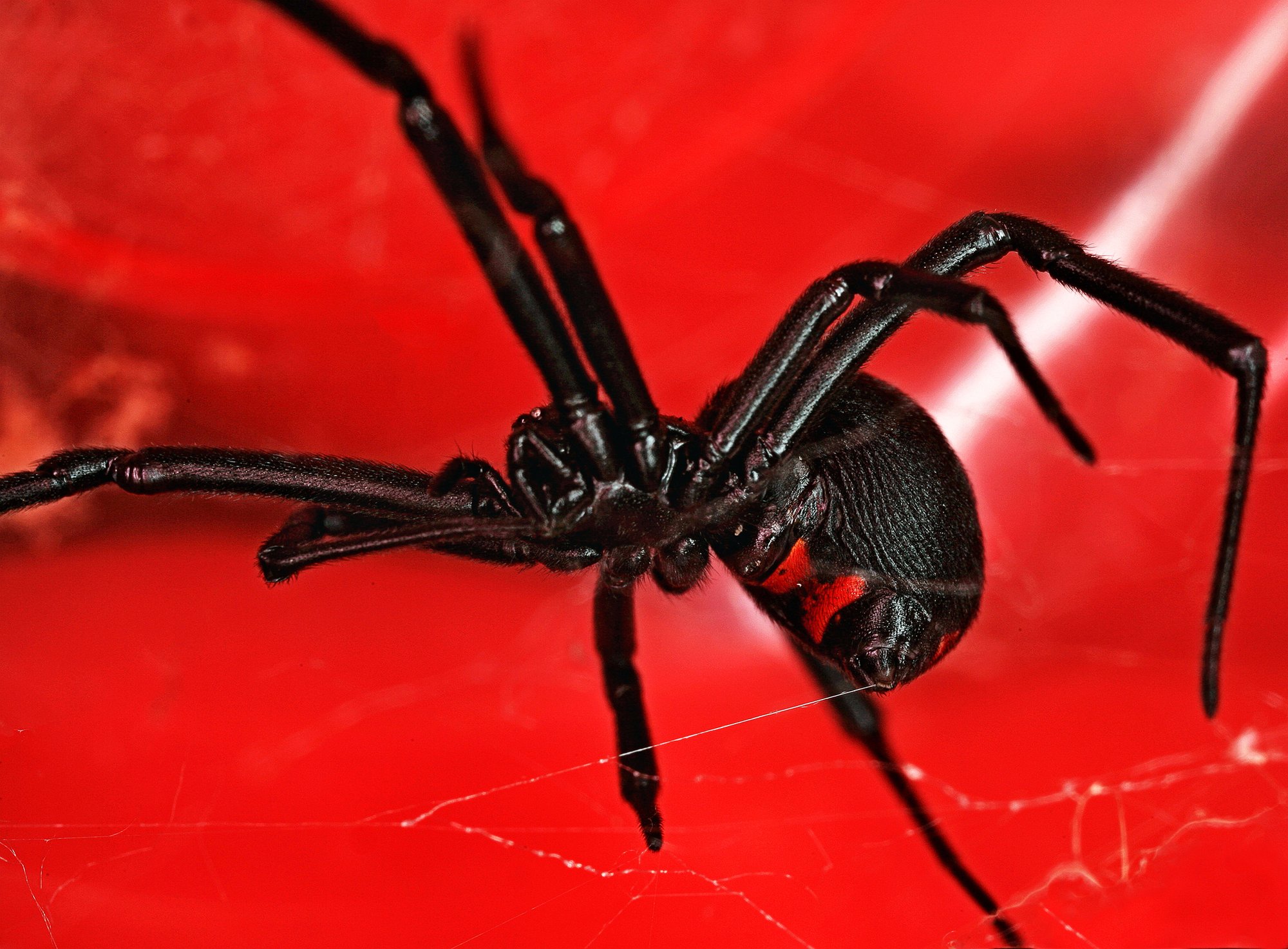 29_Black Widow Spider