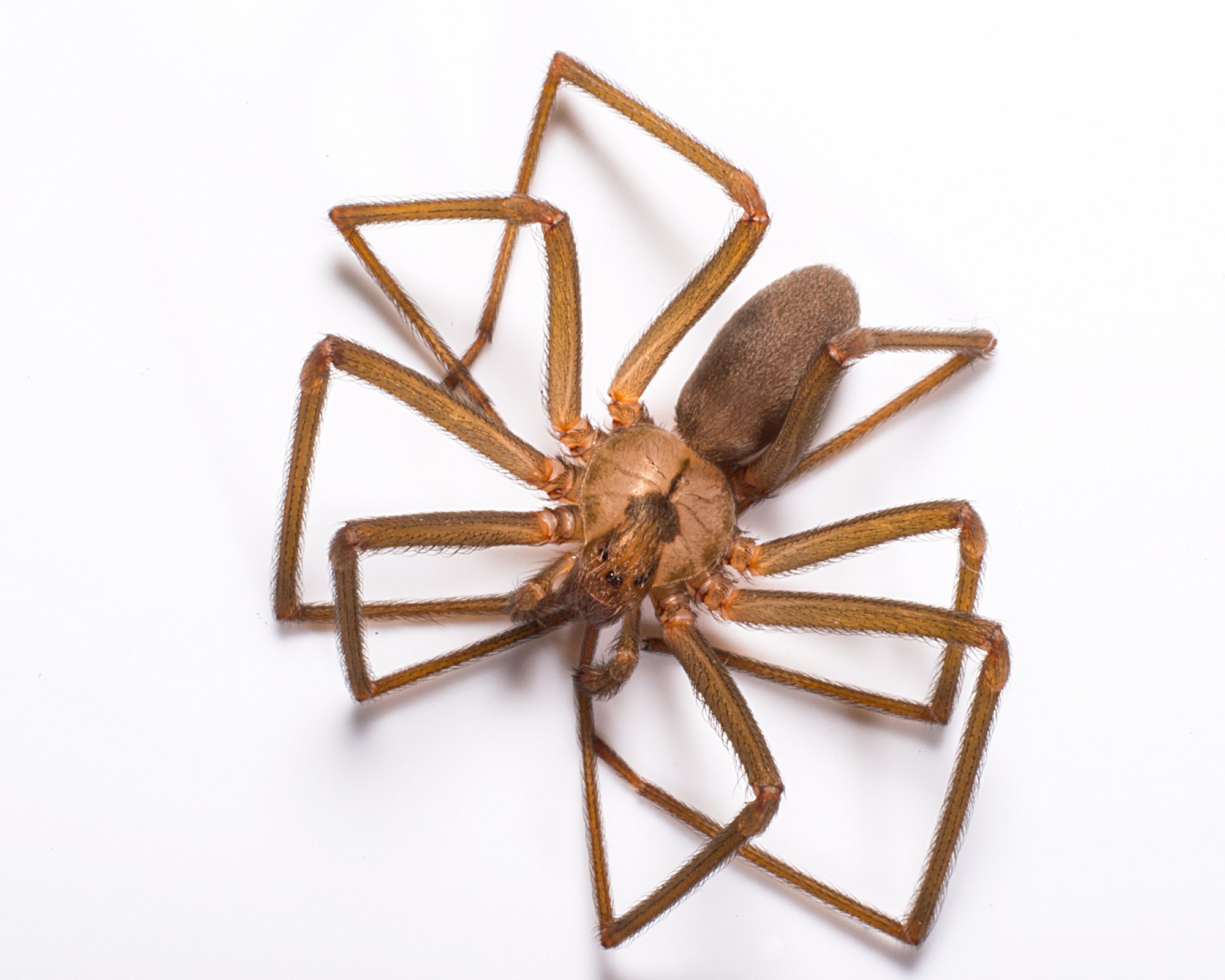 31_Brown Recluse Spider