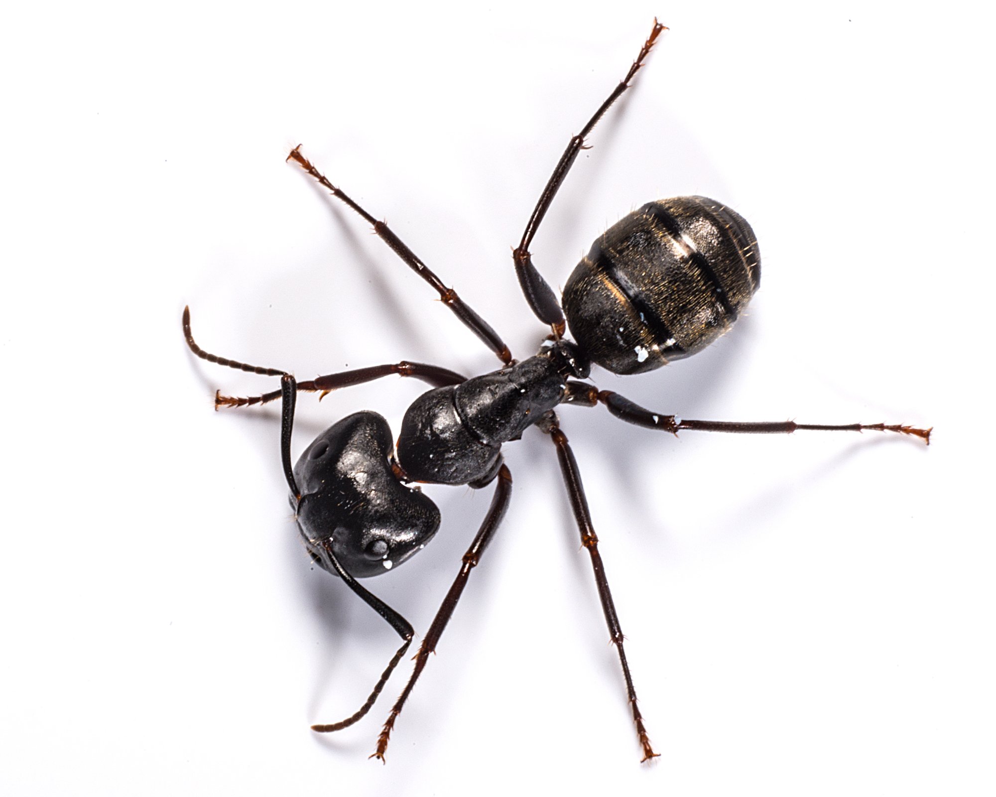 Carpenter Ant