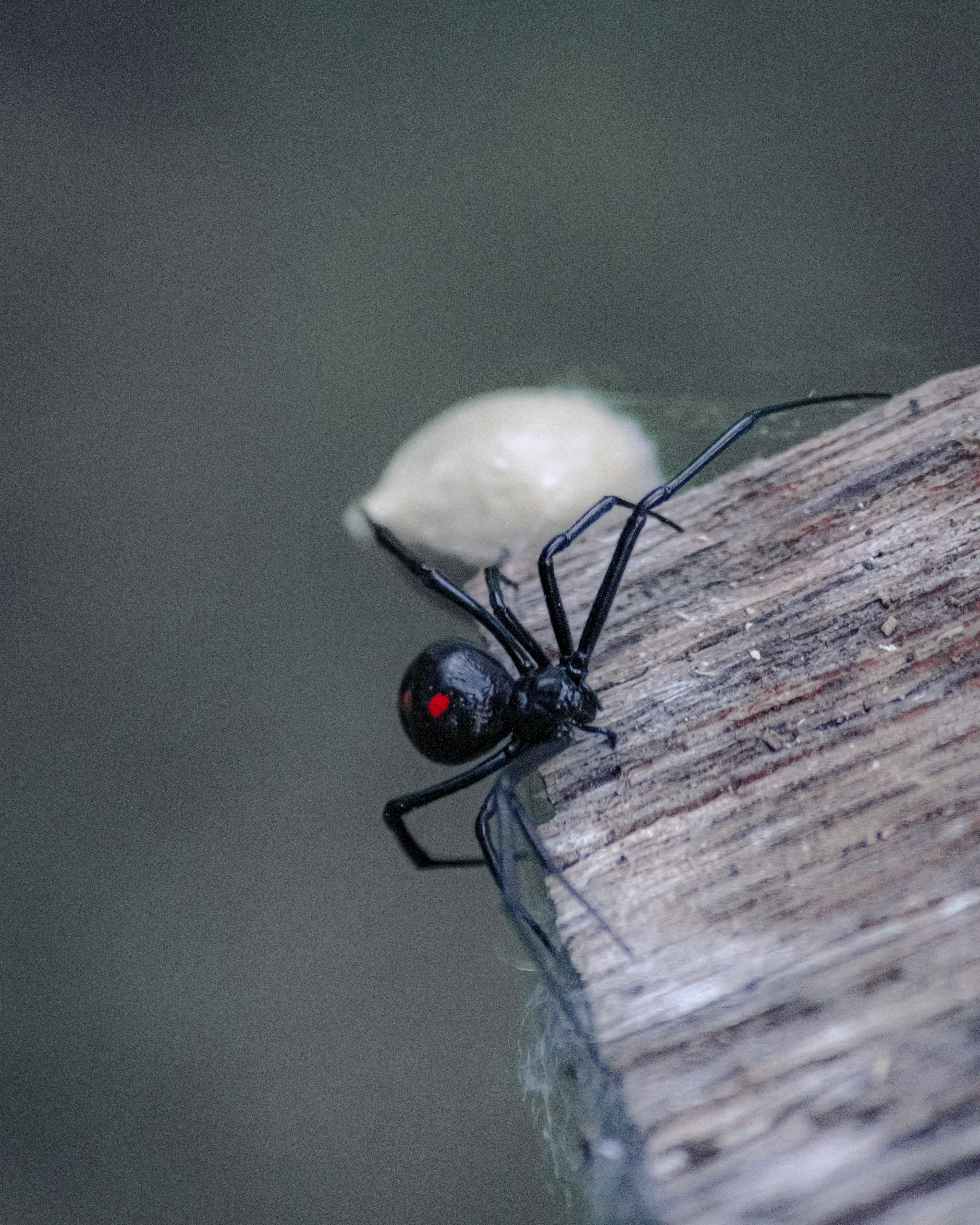 lack widow is a moderately-venomous