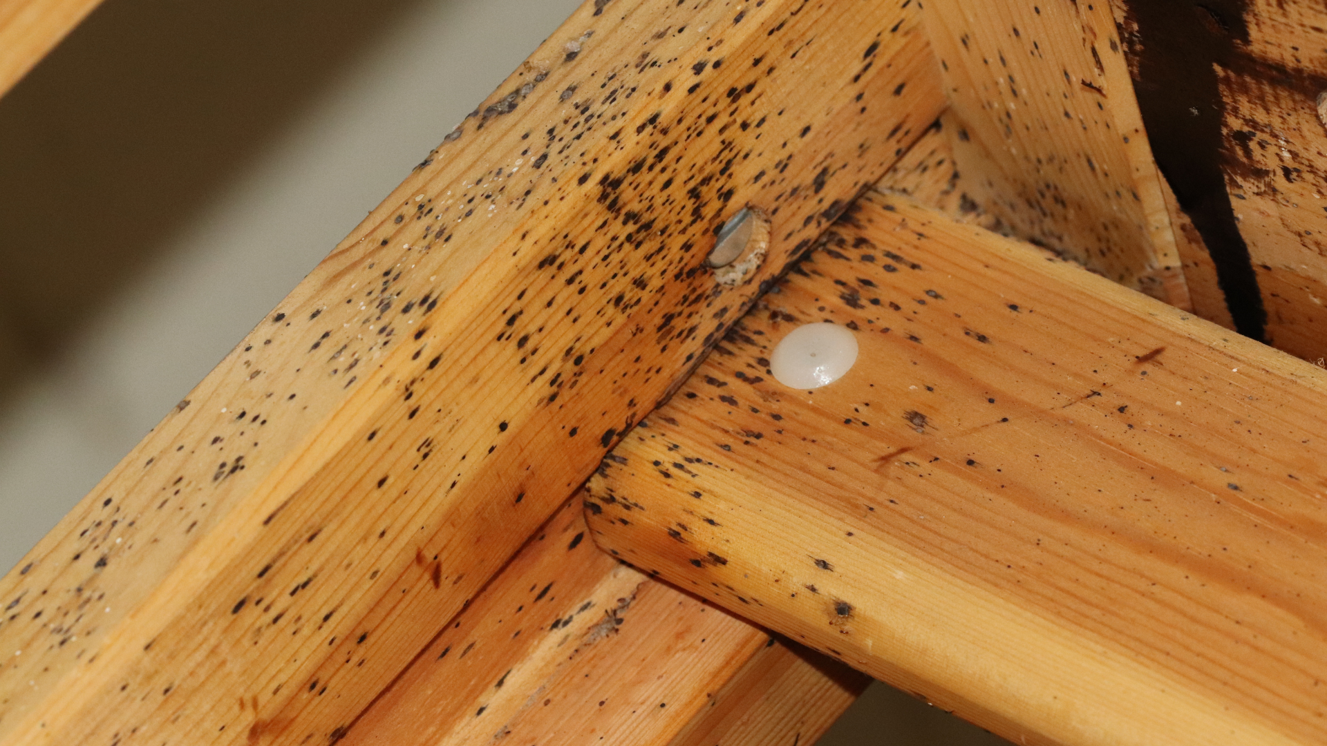 find bed bugs yourself by checking the places they normally like to hide
