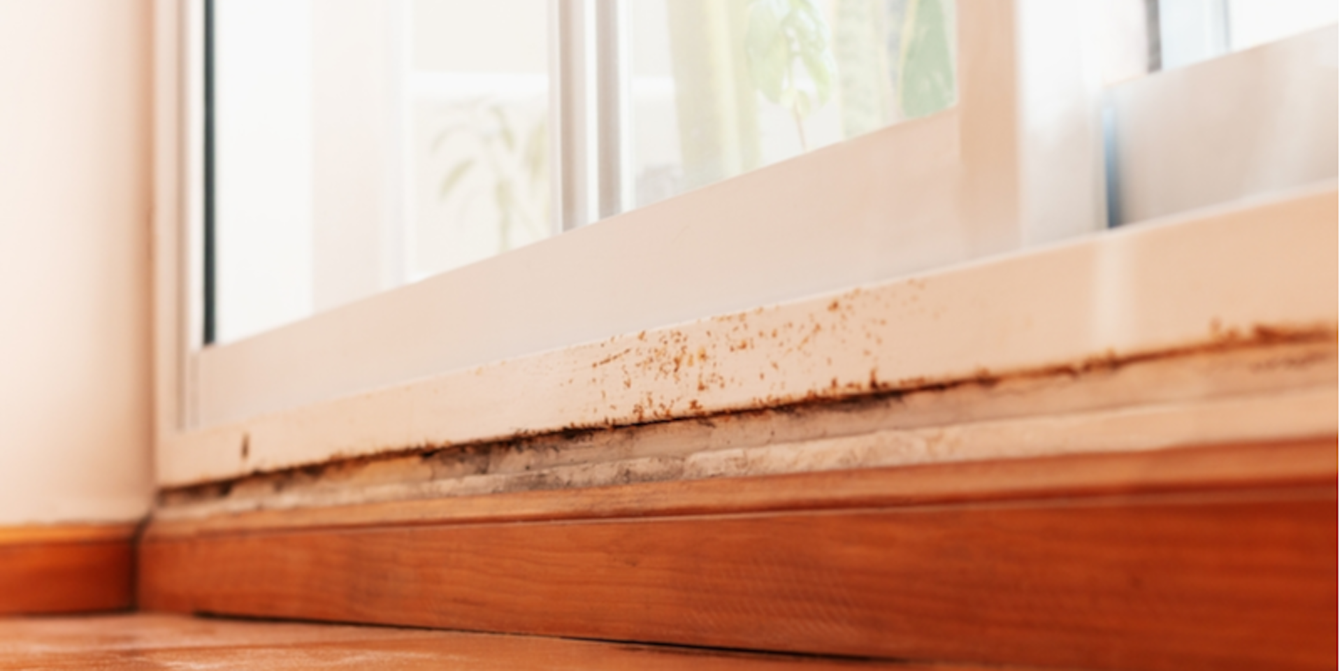 carpenter ants can still cause massive amounts of damage to wooden structures,