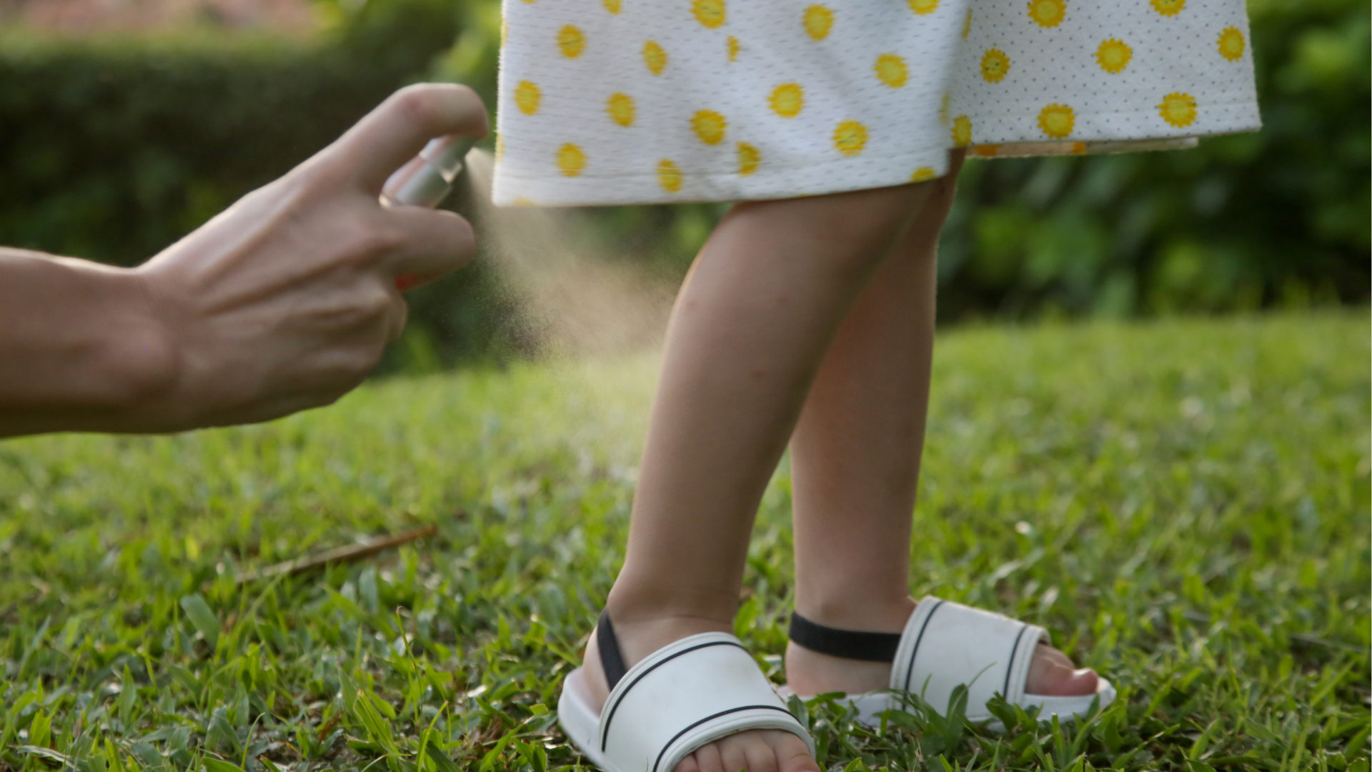Citronella is one of the most universally recognized mosquito-repellent scents
