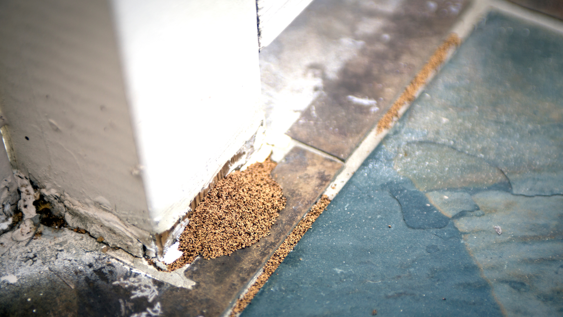 Frass, also known as termite droppings