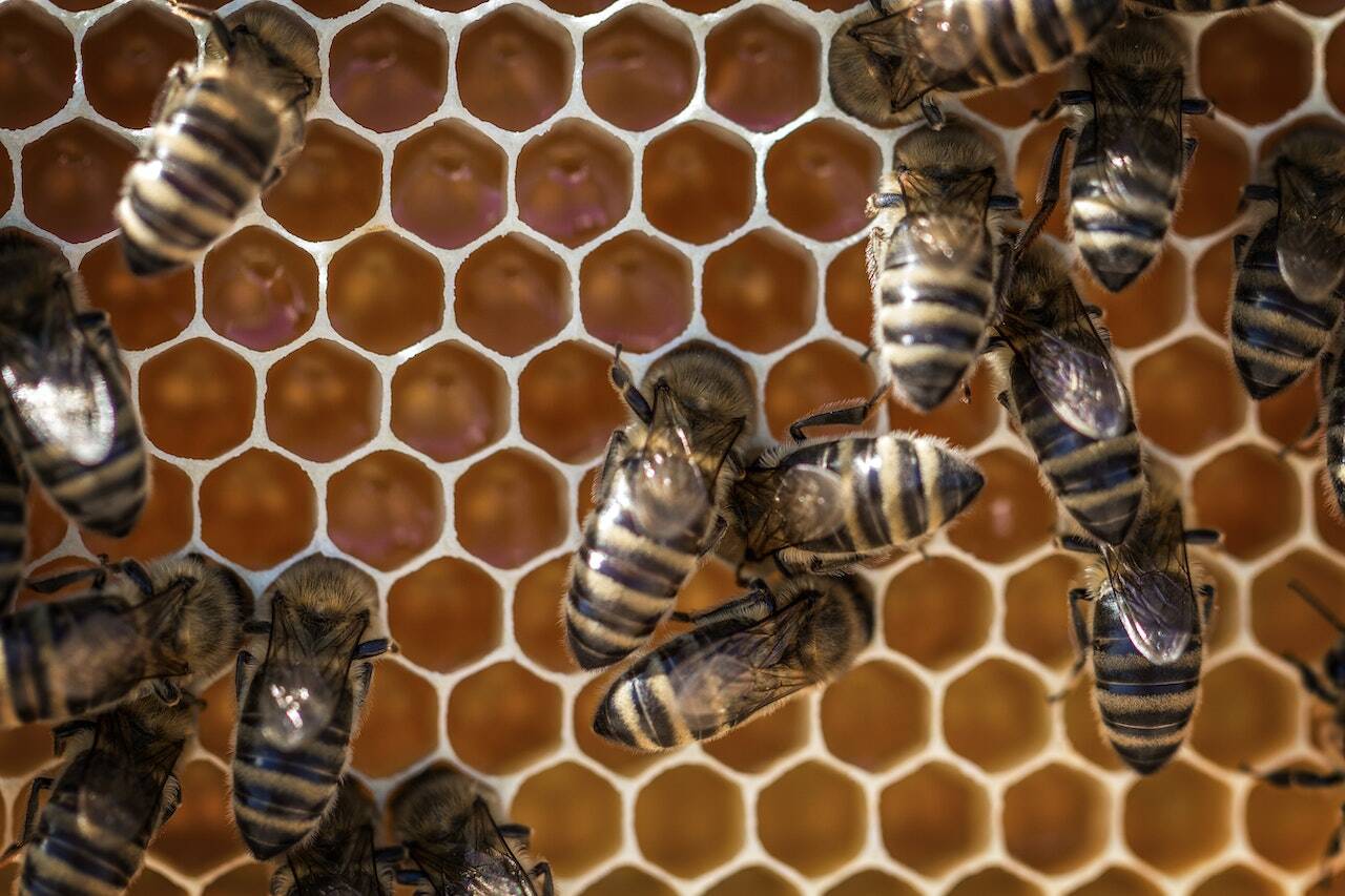 Honey bees are extremely important to the environment