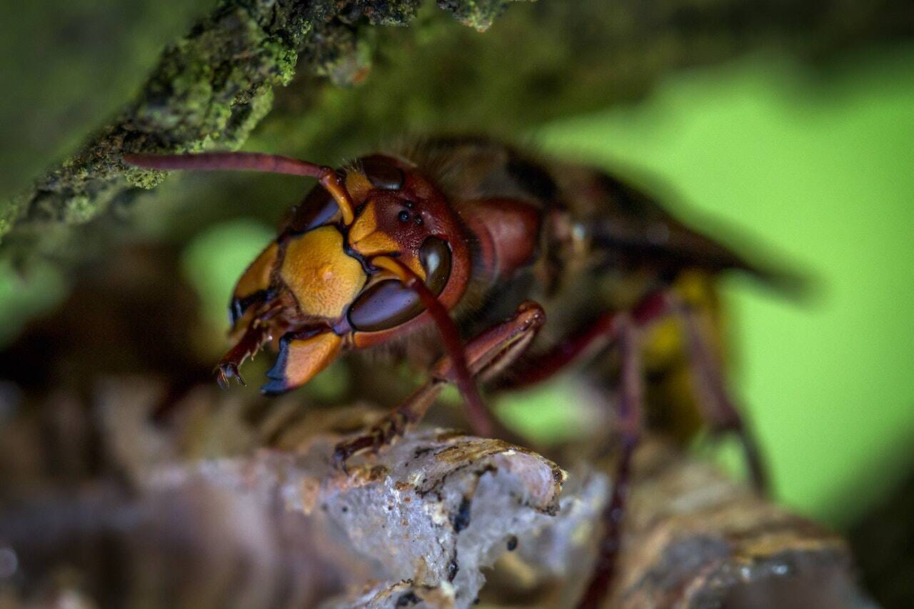 Hornets prefer to nest on the branches of trees and shrubs