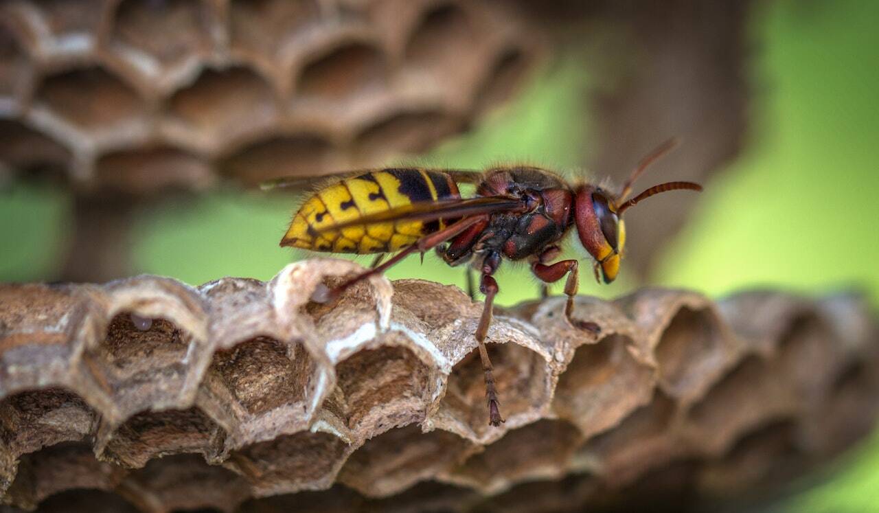 Yellow jackets can sting multiple times.