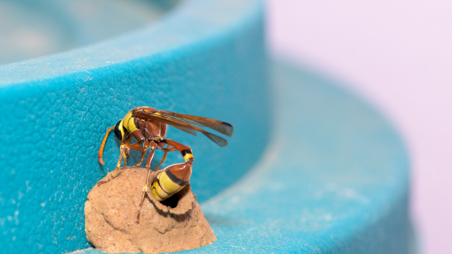 Mud daubers are thin and black in color