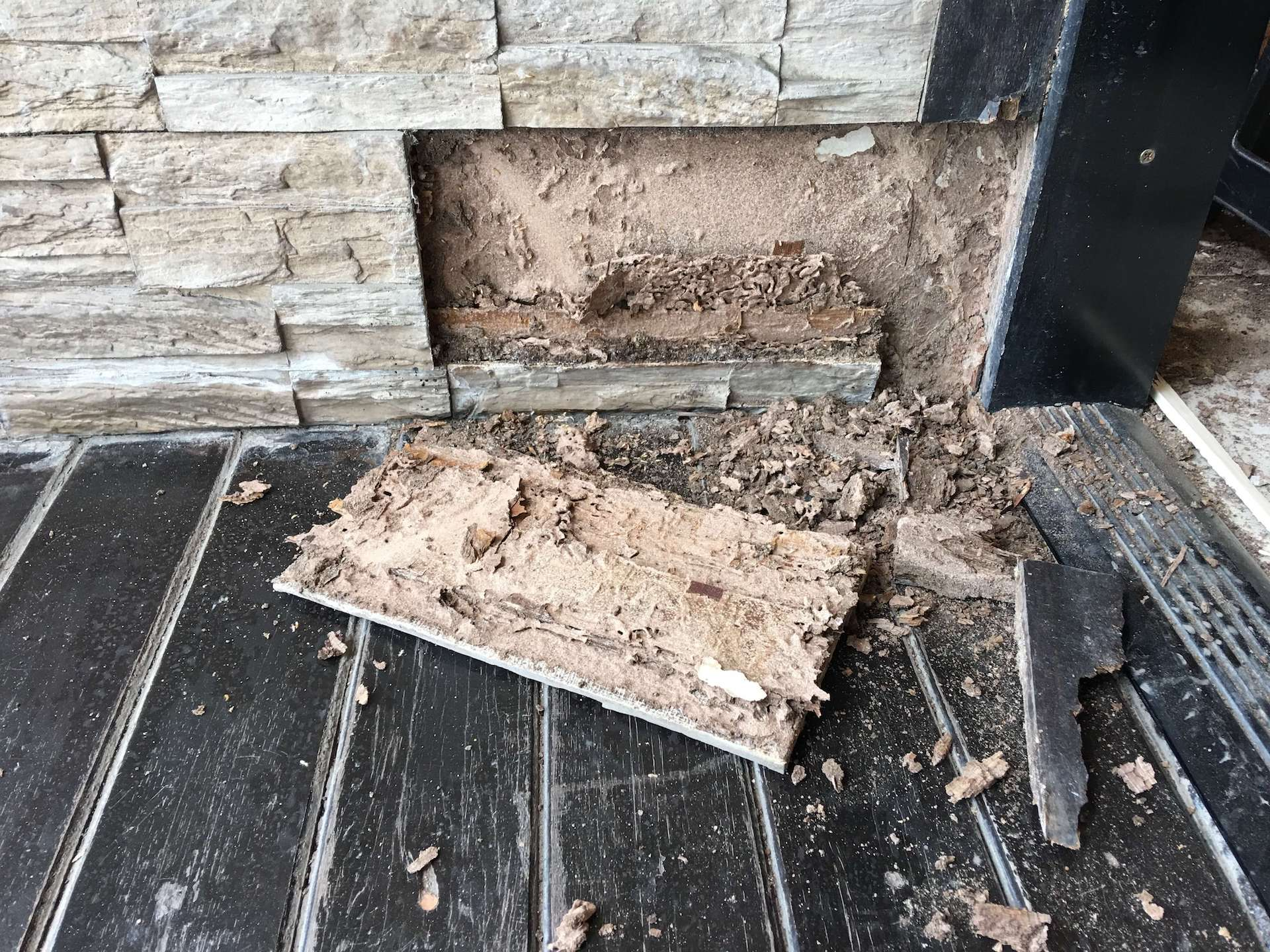 Infestations can sometimes go unnoticed for years