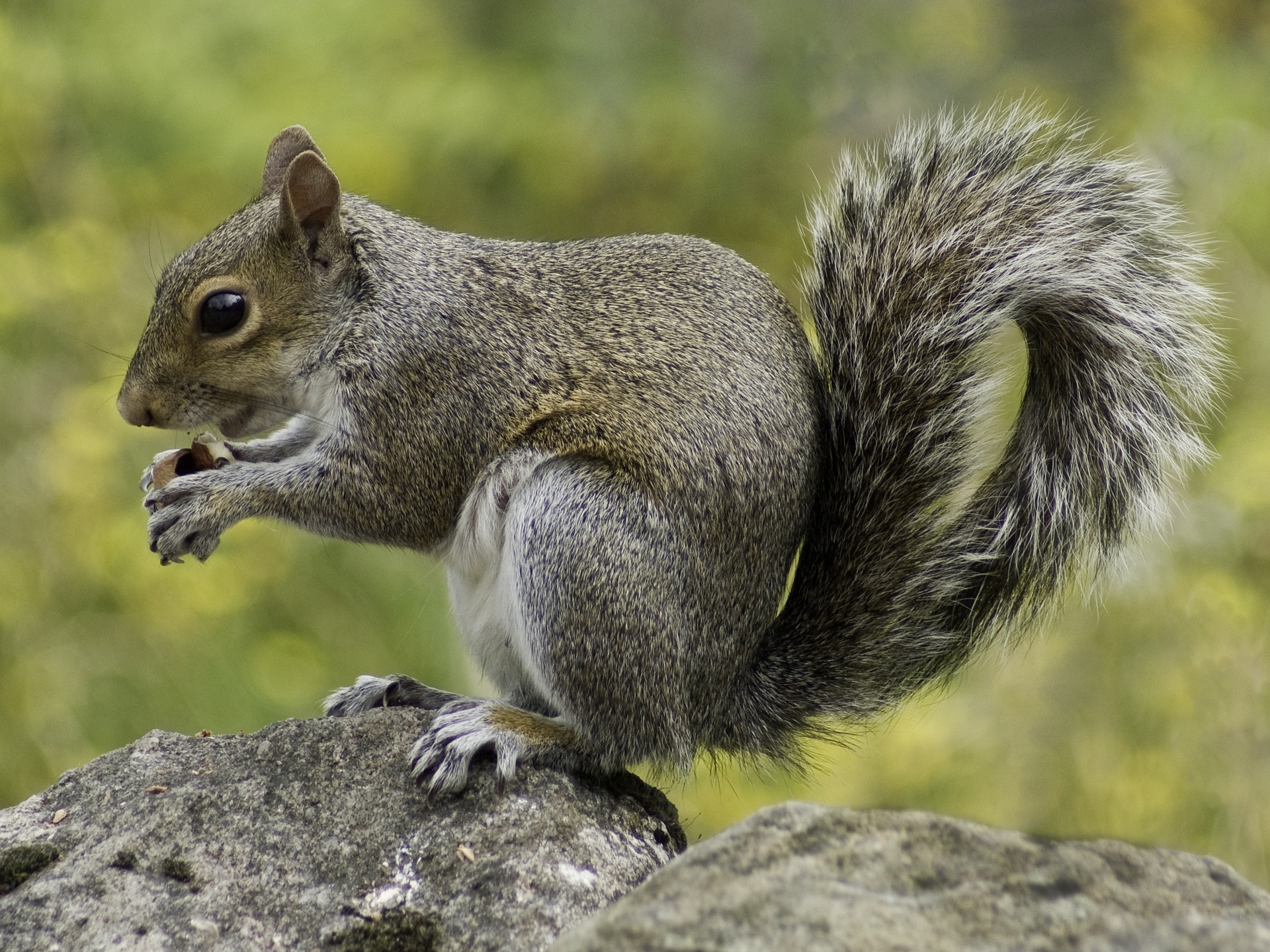 squirrels can cause damage to building materials