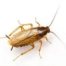 PL cockroach