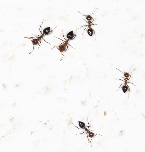 Household Ant Removal