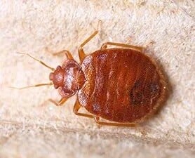 bed bug image