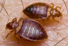 bed bug image