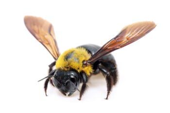 carpenter-bee-350x233