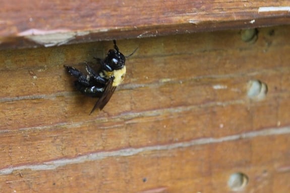 Carpenter Bees