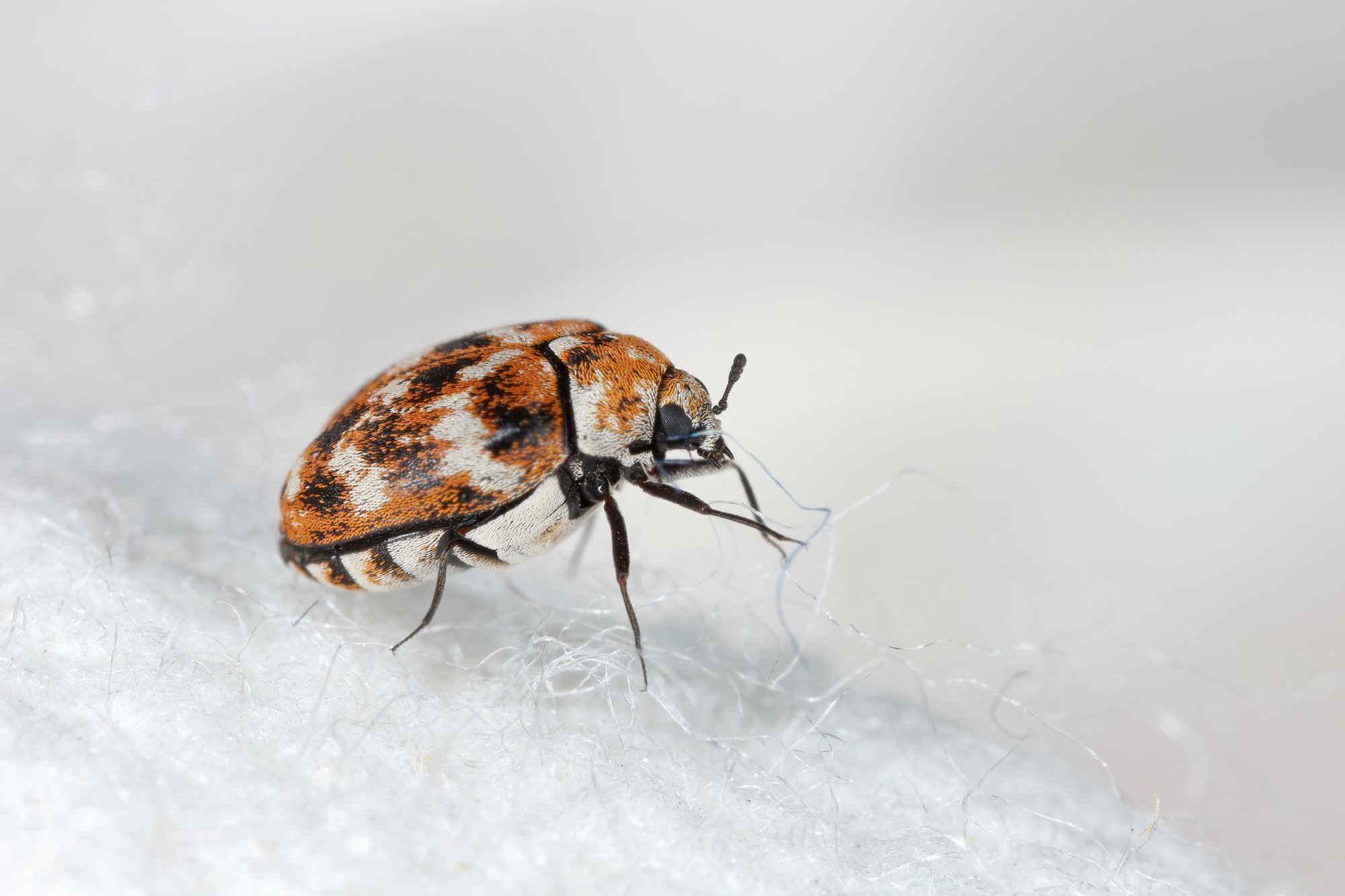 carpet beetle shutterstock
