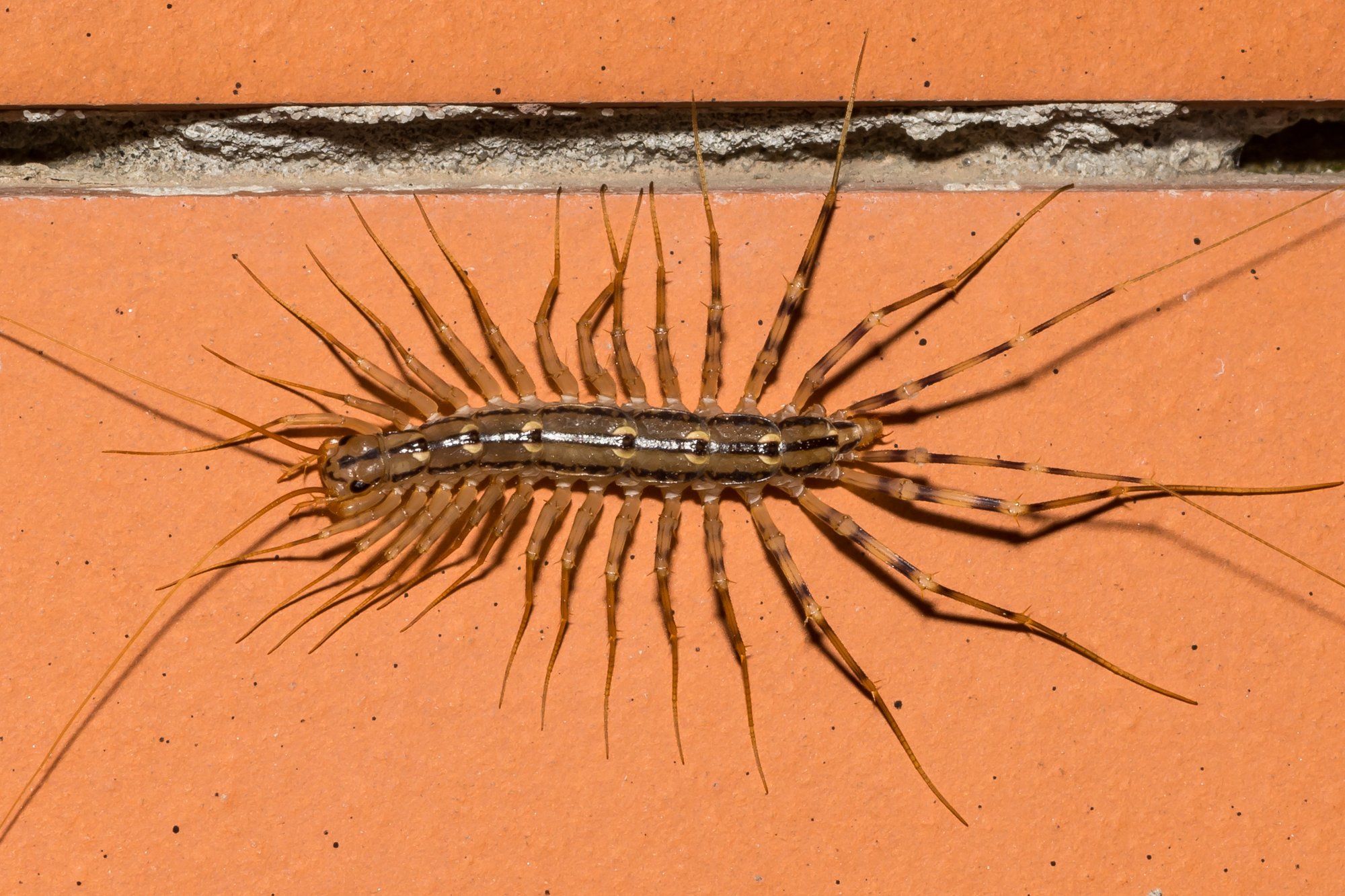 centipede shutterstock_2494740835