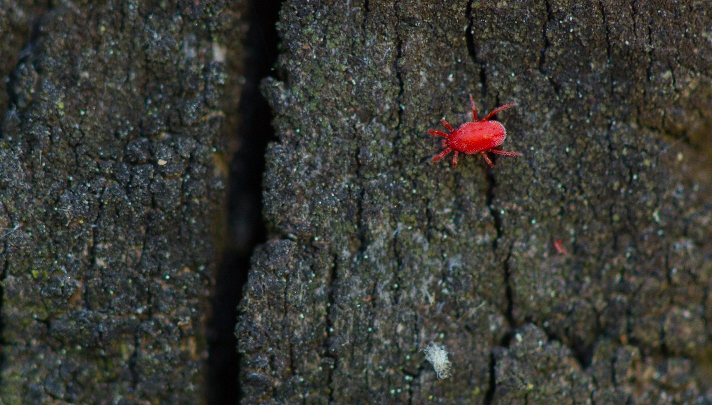 clover mite shutterstock1_1658112382