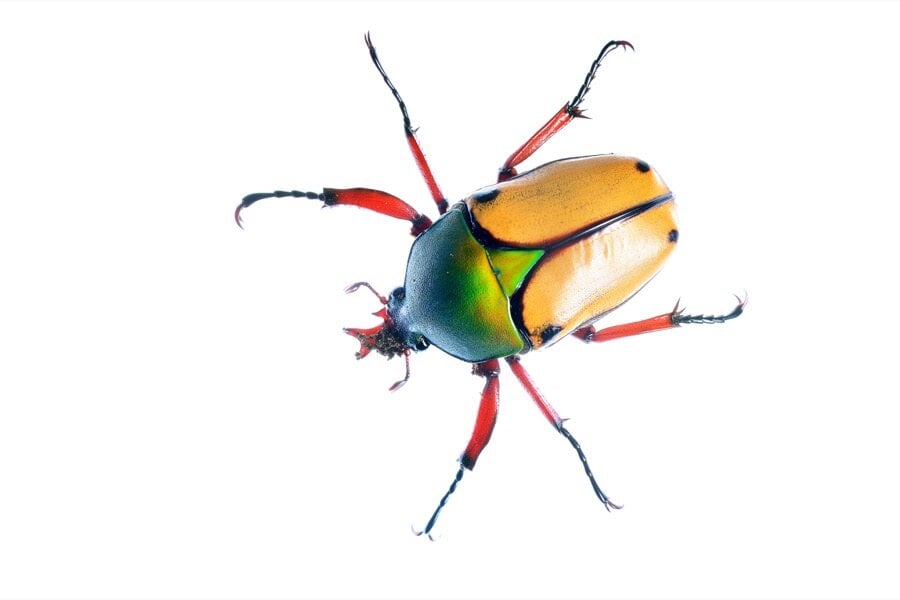 flower_scarab-beetle