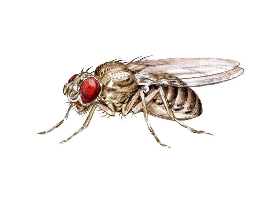 fruit-fly