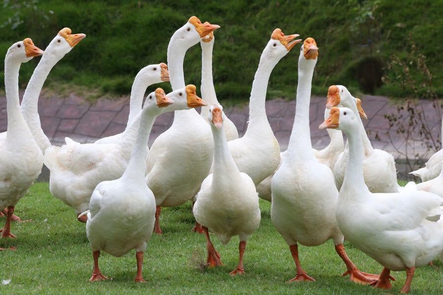 geese