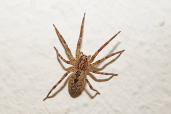 hobo spider