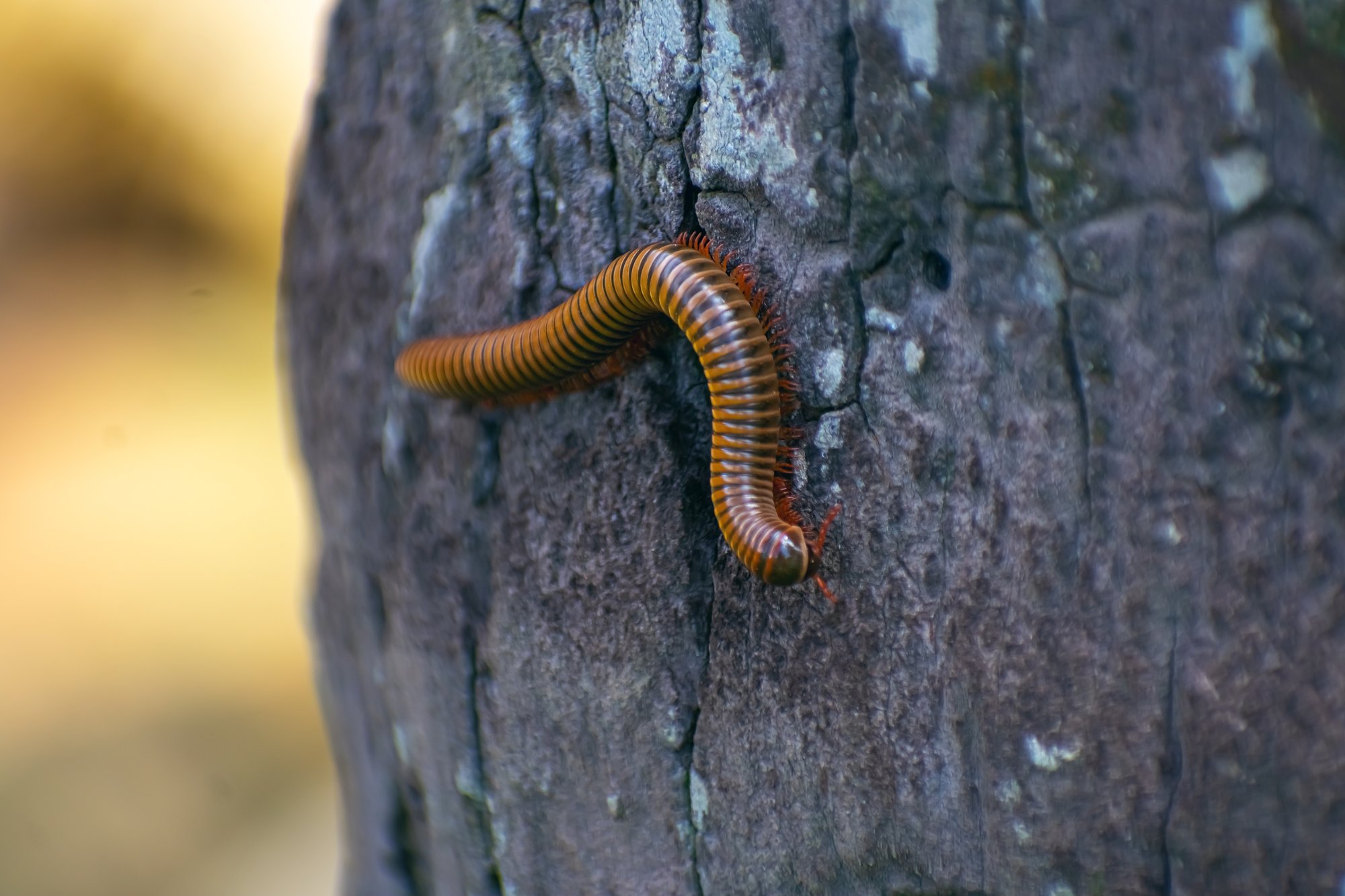 millipede