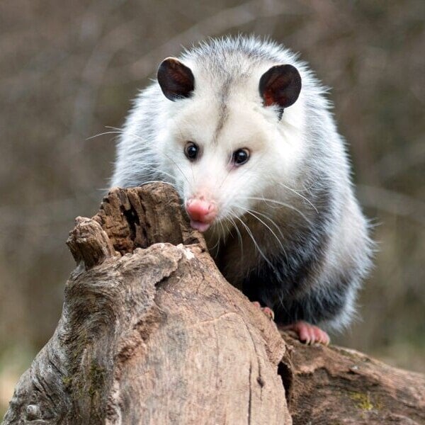 possum-uai-600x600