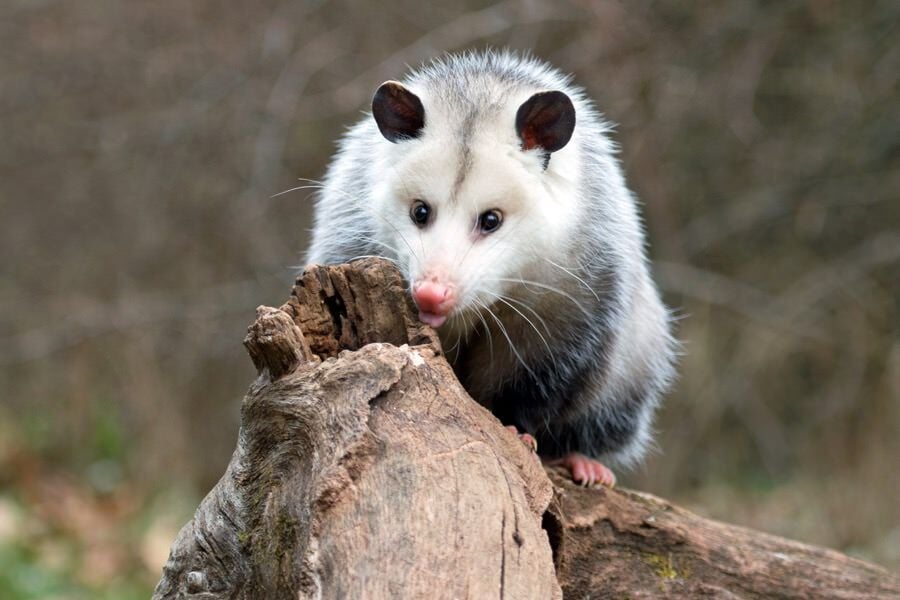 possum