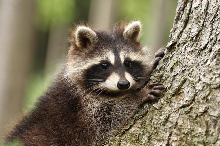 raccoon