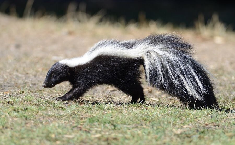 skunk (1)