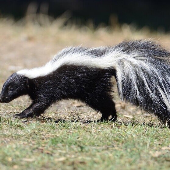 skunk