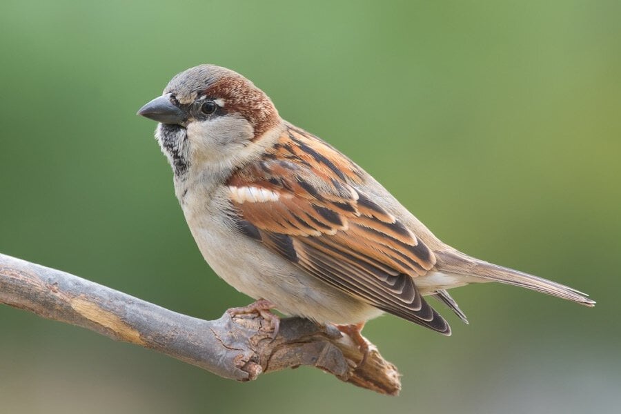 sparrows