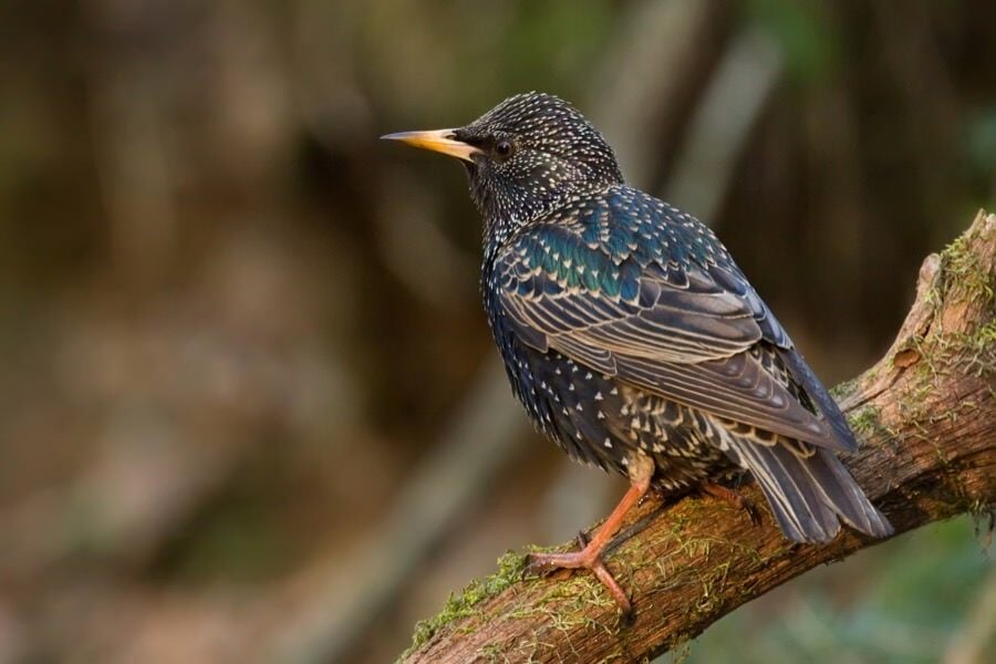 starling