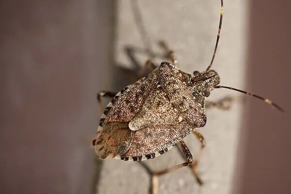 stink bug