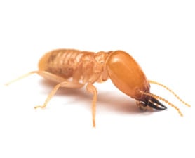 Termite Control