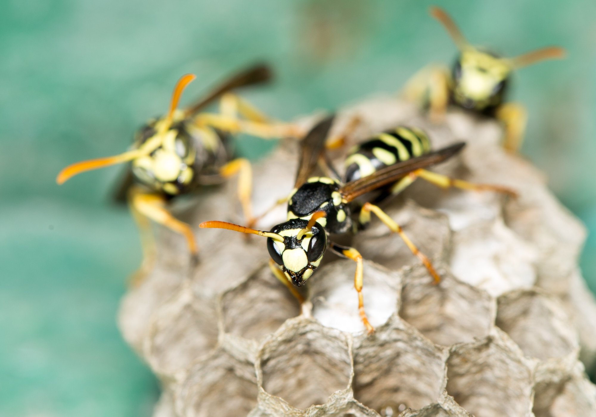 wasps2