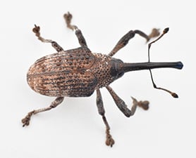 weevil