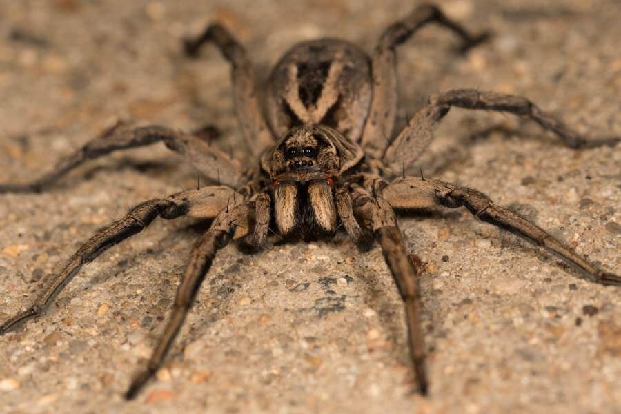 wolf-spider