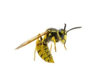 yellowjacket-350x280