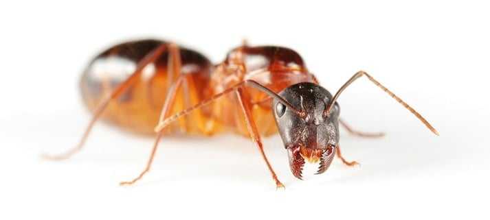 Pest Profiles - Guests You Do Not Want Coming Over For Dinner: The Carpenter Ant