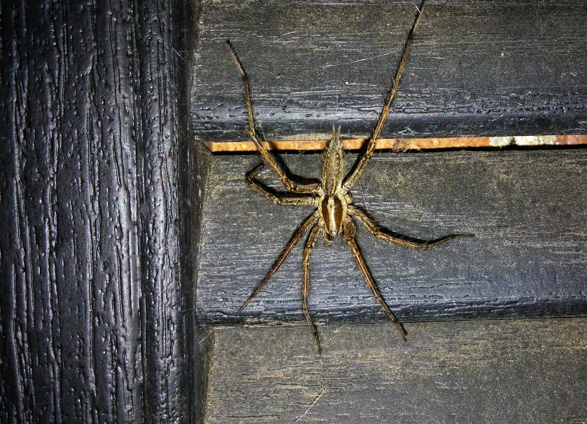 12 Types of Spiders in New Jersey | Which Ones Are Dangerous?