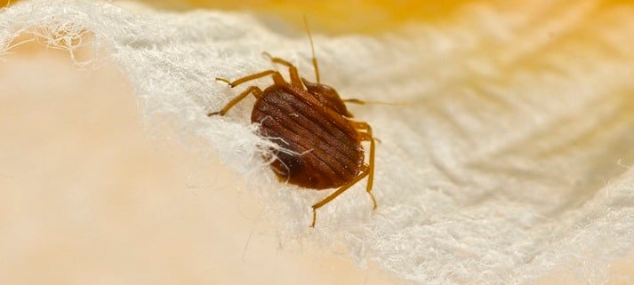 The Great Bed Bug Caper – How to Find the Elusive Little Bugs