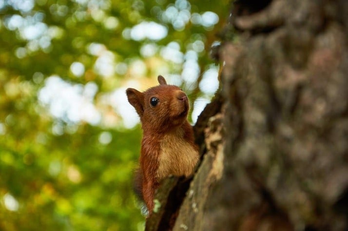 Simple Ways to Keep Unwanted Squirrels and Raccoons Out