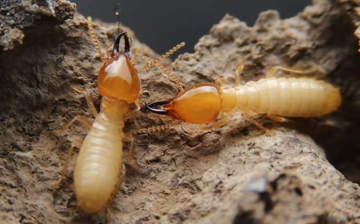 5 Myths About Termites in New Jersey