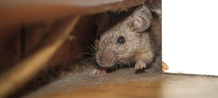 Favorite Midnight Snacks for Pests – How to Keep Critters Out, by Not Inviting Them In!