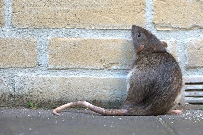 3 Smart Tactics to Keep Rodents Away from Your Property This Winter